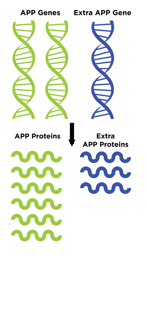 Understanding Key Differences Among DS-AD Clinical Trials 2 vert extra gene to extra protein 471x1024 1